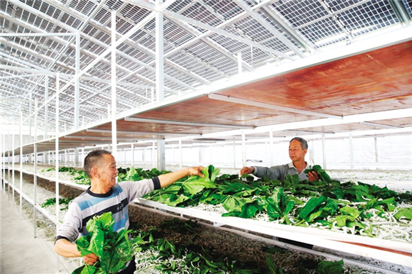 养蚕大户熊春明（左）在光伏养蚕大棚内饲养小蚕。武陵都市报记者 杨敏 摄