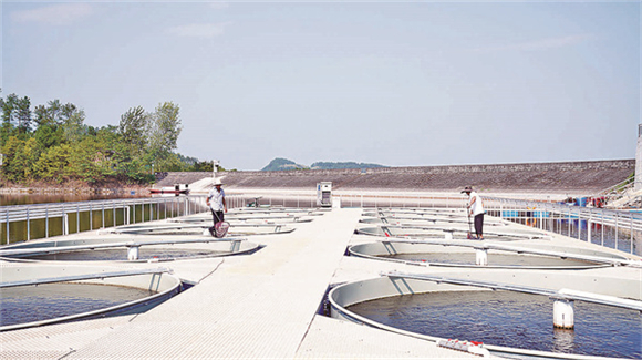 工人给鱼池清渣。丰都日报记者 郎宵 摄