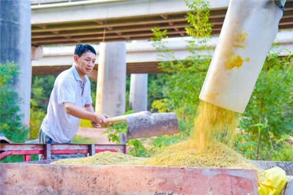 村民转运脱粒后的稻谷。记者 马艾 供图