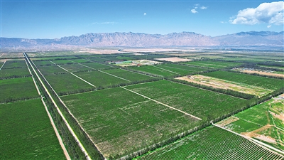 <p>　　8月31日，俯瞰宁夏贺兰山东麓葡萄种植区，一片片绿色葡萄田绘就出一幅美丽画卷。　　　　　　　　　　　　　　　　　　　　　　　　　本报记者　左鸣远　摄</p>