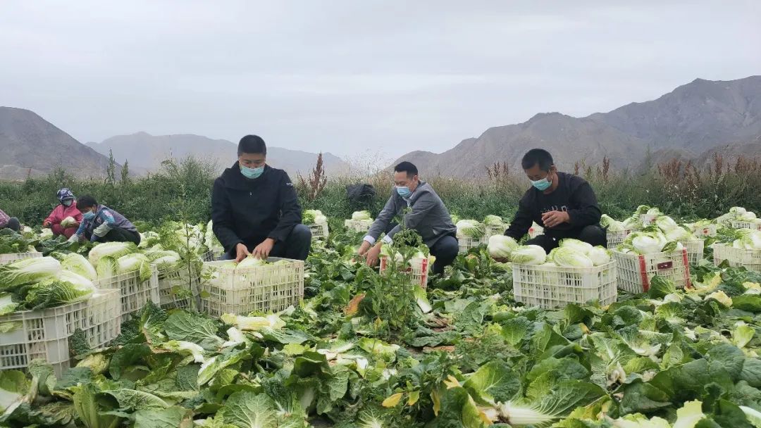 高山大白菜迎来丰收季3.jpg
