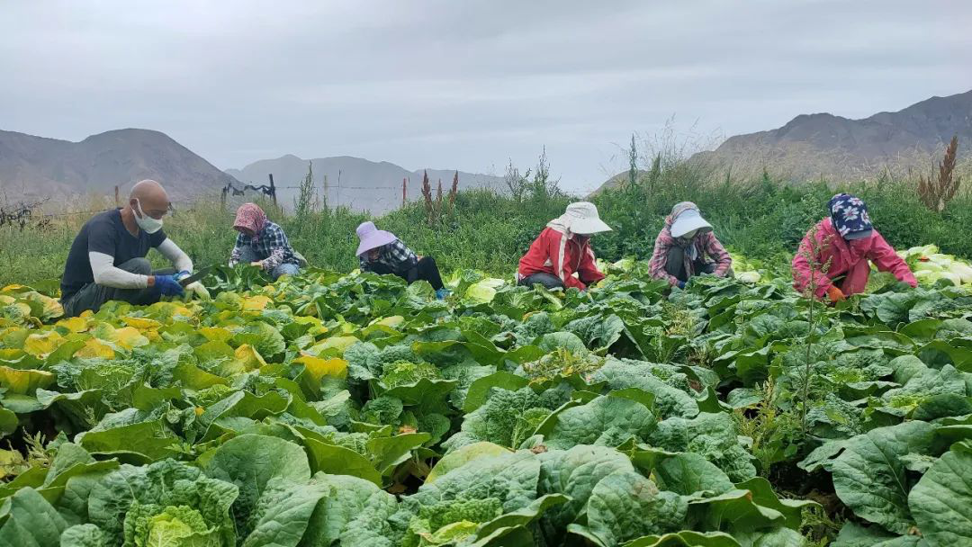 高山大白菜迎来丰收季2.png