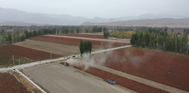 辣椒丰收“机忙人闲” 2.png