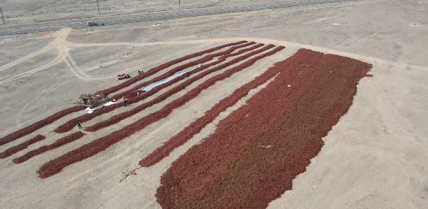 辣椒丰收“机忙人闲” 3.png