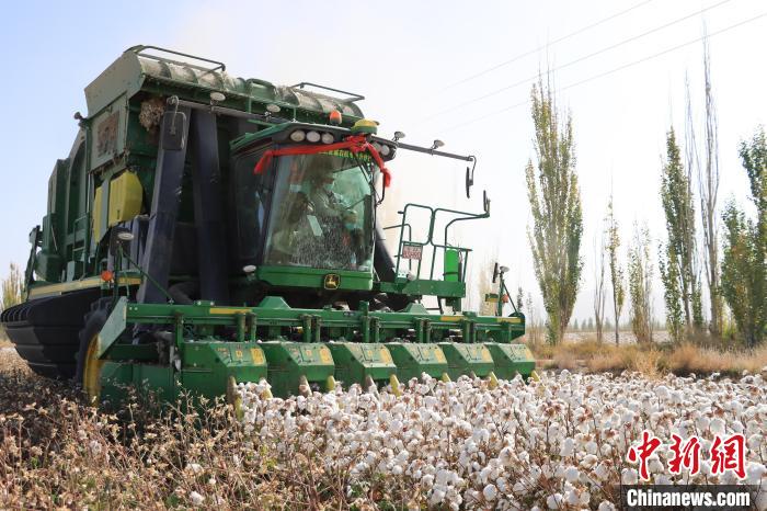 金秋时节，位于新疆维吾尔自治区巴音郭楞蒙古自治州博湖县的农作物进入秋收高峰期。　年磊 摄