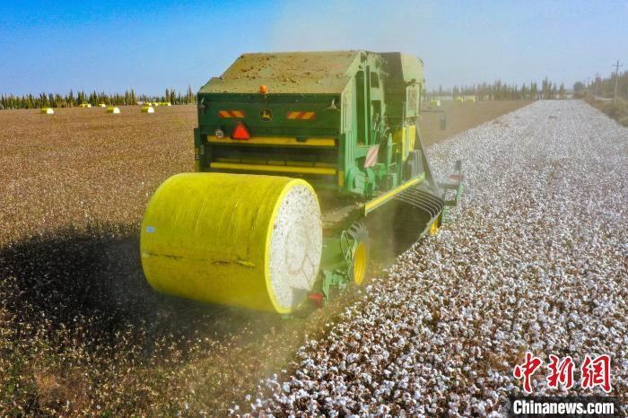 2022年，新疆博湖县种植棉花9万余亩，目前已进入采收摘高峰期，预计11月中旬结束。　年磊 摄
