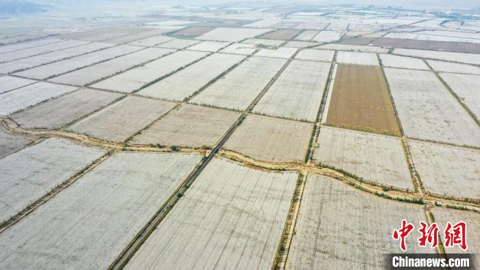 航拍新疆维吾尔自治区巴音郭楞蒙古自治州博湖县万亩棉田“丰”景如画。　年磊 摄