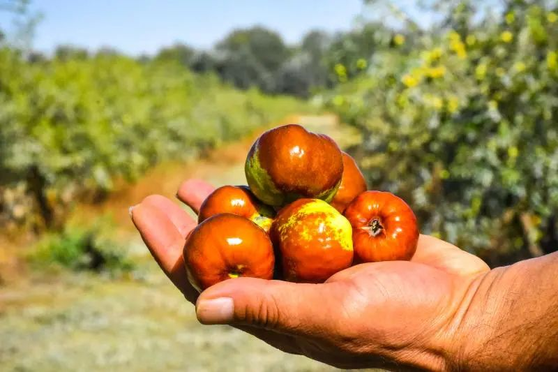 金秋十月蟠枣红 园区采摘游客忙1.png