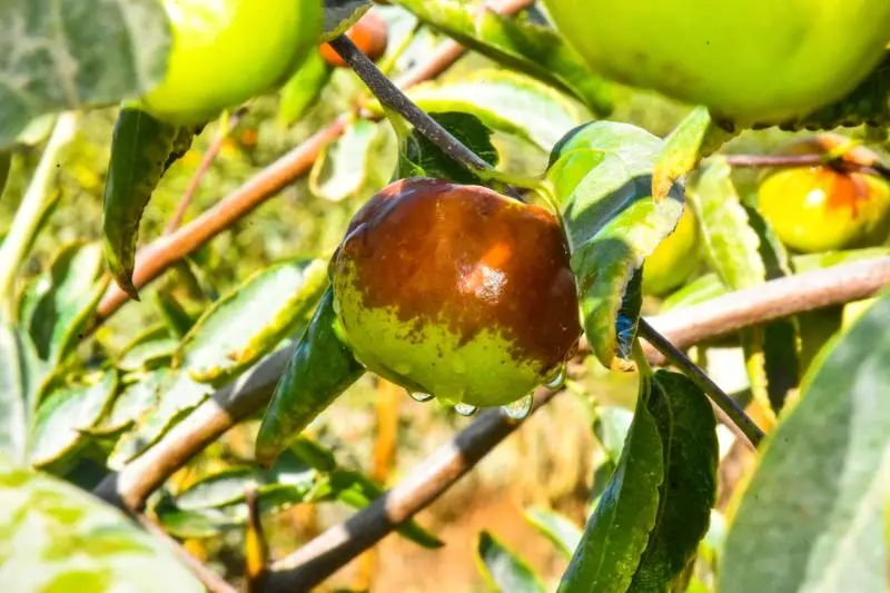 金秋十月蟠枣红 园区采摘游客忙.png