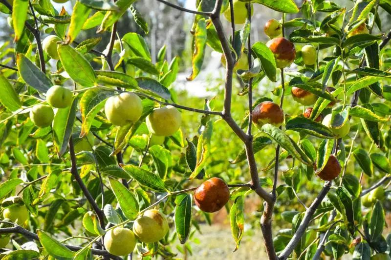 金秋十月蟠枣红 园区采摘游客忙2.png