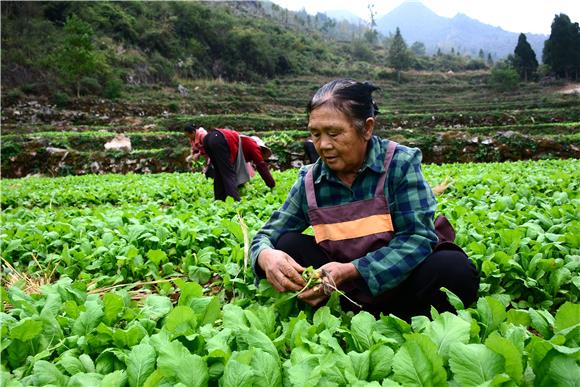 村民在基地拔苗。通讯员 储潇 摄