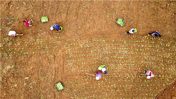 村民在基地移栽榨菜苗。通讯员 储潇 摄