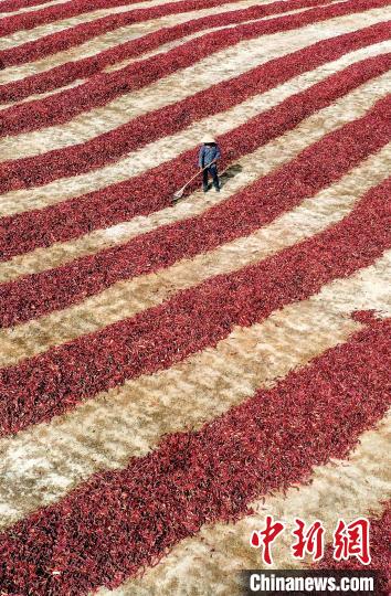 博斯腾湖对小气候的调节作用，赋予了&ldquo;博湖辣椒&rdquo;着色度好的特殊品质。(资料图) 年磊 摄