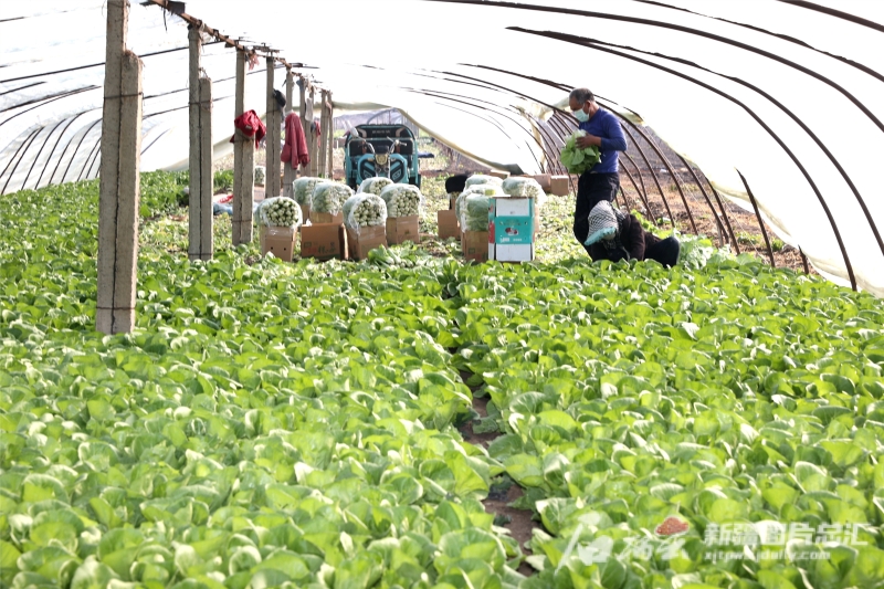 农业生产稳中向好 供应充足保障有力