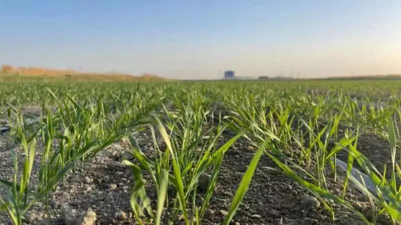 和静县麦田返青吐绿 冬小麦长势喜人.png