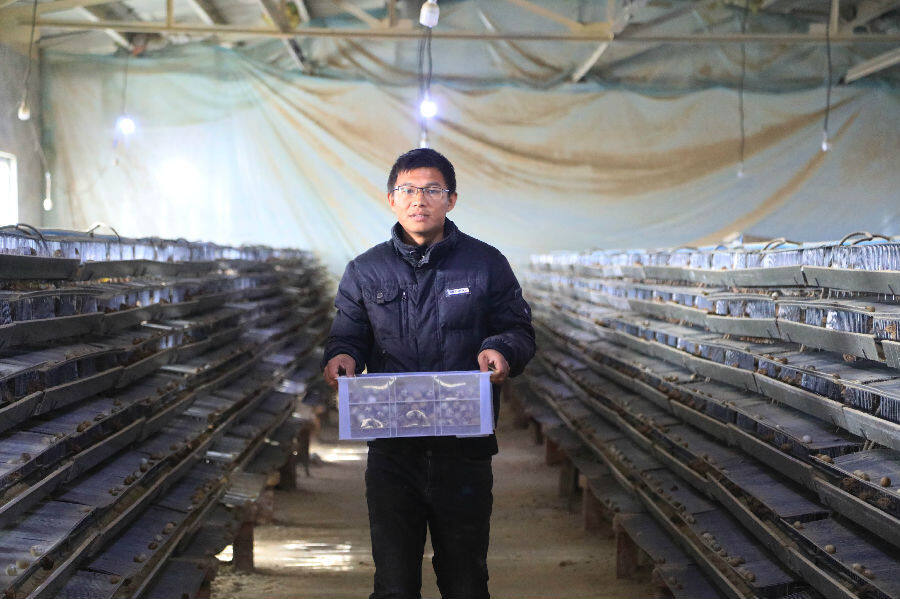 图为养殖户陈盼盼将鹌鹑蛋装箱。（胡侍琦 摄）