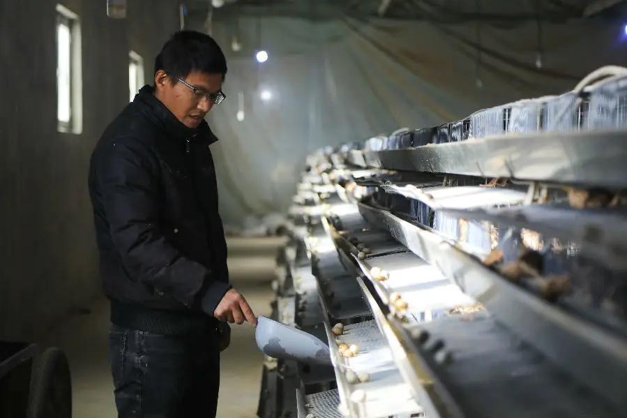 图为养殖户陈盼盼正在给鹌鹑添加饲料。（胡侍琦 摄）